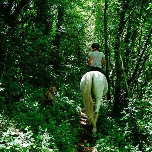 Passeggiate a cavallo